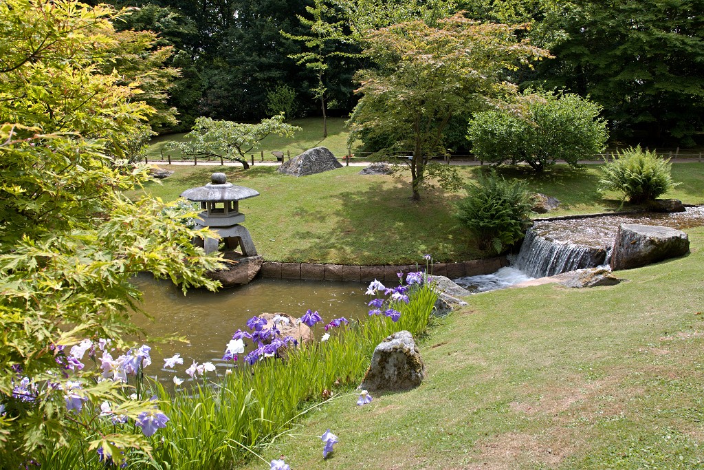 japanse tuin belgie hasselt koivissen gele Iris ensata koi Cyprinus carpio lente bloesem kersenbloesem voorjaar